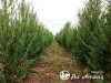 Kadagys uolinis ,Blue Arrow' (lot. Juniperus scopulorum)